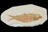 Detailed Fossil Fish (Knightia) - Wyoming #120380-1